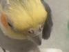 <img100*0:stuff/z/169023/Cockatiel%252018/i1259623952_16.jpg>