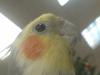 <img100*0:stuff/z/169023/Cockatiel%252018/i1259623952_17.jpg>