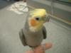 <img100*0:stuff/z/169023/Cockatiel%252018/i1259623952_18.jpg>
