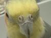<img100*0:stuff/z/169023/Cockatiel%252018/i1259623952_2.jpg>