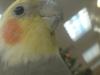 <img100*0:stuff/z/169023/Cockatiel%252018/i1259623952_3.jpg>