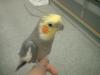<img100*0:stuff/z/169023/Cockatiel%252018/i1259623952_4.jpg>