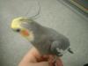 <img100*0:stuff/z/169023/Cockatiel%252018/i1259623952_5.jpg>