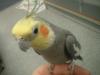 <img100*0:stuff/z/169023/Cockatiel%252018/i1259623952_6.jpg>