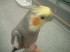 <img100*0:stuff/z/169023/Cockatiel%252018/i1259623952_7.jpg>
