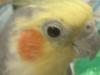 <img100*0:stuff/z/169023/Cockatiel%252018/i1259623952_8.jpg>