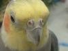 <img100*0:stuff/z/169023/Cockatiel%252018/i1259623952_9.jpg>