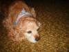 <img100*0:stuff/z/169023/Cocker%25206/i1259624467_1.jpg>