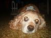<img100*0:stuff/z/169023/Cocker%25206/i1259624467_2.jpg>