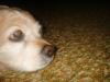 <img100*0:stuff/z/169023/Cocker%25206/i1259624467_3.jpg>