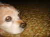 <img100*0:stuff/z/169023/Cocker%25206/i1259624467_4.jpg>