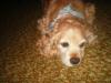 <img100*0:stuff/z/169023/Cocker%25206/i1259624467_5.jpg>