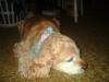 <img100*0:stuff/z/169023/Cocker%25206/i1259624467_6.jpg>