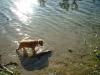 <img100*0:stuff/z/169023/Cocker%2520Spaniel/i1255990637_1.jpg>