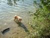 <img100*0:stuff/z/169023/Cocker%2520Spaniel/i1255990637_2.jpg>