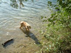 <img250*0:stuff/z/169023/Cocker%2520Spaniel/i1255990637_2.jpg>