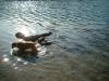 <img100*0:stuff/z/169023/Cocker%2520Spaniel/i1255990637_3.jpg>