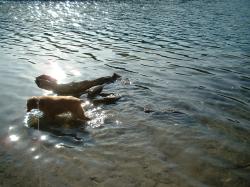 <img250*0:stuff/z/169023/Cocker%2520Spaniel/i1255990637_3.jpg>