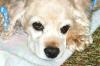 <img100*0:stuff/z/169023/Cocker%2520Spaniel/i1255990637_4.jpg>