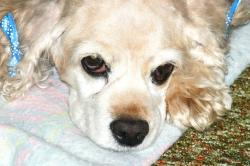 <img250*0:stuff/z/169023/Cocker%2520Spaniel/i1255990637_4.jpg>