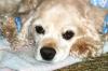<img100*0:stuff/z/169023/Cocker%2520Spaniel/i1255990637_5.jpg>