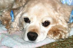 <img250*0:stuff/z/169023/Cocker%2520Spaniel/i1255990637_5.jpg>