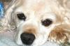 <img100*0:stuff/z/169023/Cocker%2520Spaniel/i1255990637_6.jpg>