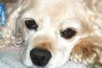 <img:stuff/z/169023/Cocker%2520Spaniel/i1255990637_6.jpg?y=100>