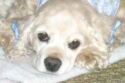 <img250*0:stuff/z/169023/Cocker%2520Spaniel/i1255990637_7.jpg>