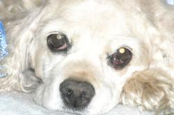 <img250*0:stuff/z/169023/Cocker%2520Spaniel/i1255990637_8.jpg>