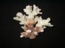 Coral Photos