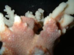 <img250*0:stuff/z/169023/Coral%2520Photos/i1255989685_2.jpg>