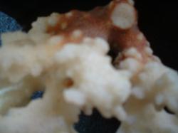 <img250*0:stuff/z/169023/Coral%2520Photos/i1255989685_3.jpg>