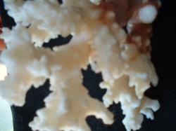 <img250*0:stuff/z/169023/Coral%2520Photos/i1255989685_4.jpg>