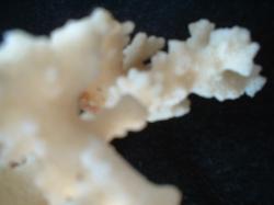 <img250*0:stuff/z/169023/Coral%2520Photos/i1255989685_5.jpg>