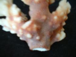 <img250*0:stuff/z/169023/Coral%2520Photos/i1255989685_6.jpg>
