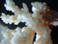 <img250*0:stuff/z/169023/Coral%2520Photos/i1255989686_10.jpg>