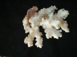 <img250*0:stuff/z/169023/Coral%2520Photos/i1255989686_11.jpg>