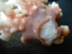 <img250*0:stuff/z/169023/Coral%2520Photos/i1255989686_12.jpg>