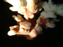 <img250*0:stuff/z/169023/Coral%2520Photos/i1255989686_13.jpg>