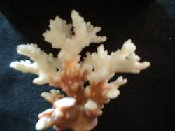 <img250*0:stuff/z/169023/Coral%2520Photos/i1255989686_14.jpg>