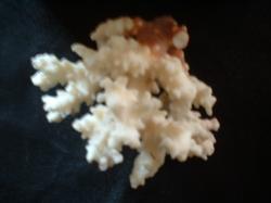 <img250*0:stuff/z/169023/Coral%2520Photos/i1255989686_15.jpg>