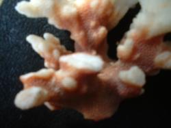 <img250*0:stuff/z/169023/Coral%2520Photos/i1255989686_7.jpg>