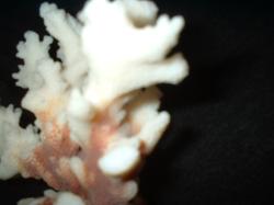 <img250*0:stuff/z/169023/Coral%2520Photos/i1255989686_8.jpg>