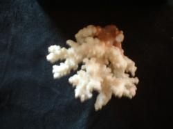 <img250*0:stuff/z/169023/Coral%2520Photos/i1255989686_9.jpg>