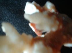 <img250*0:stuff/z/169023/Coral%2520Photos/i1255989687_16.jpg>