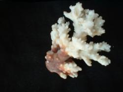 <img250*0:stuff/z/169023/Coral%2520Photos/i1255989687_17.jpg>