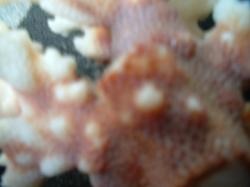 <img250*0:stuff/z/169023/Coral%2520Photos/i1255989687_18.jpg>