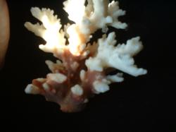 <img250*0:stuff/z/169023/Coral%2520Photos/i1255989687_19.jpg>