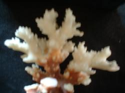 <img250*0:stuff/z/169023/Coral%2520Photos/i1255989687_20.jpg>